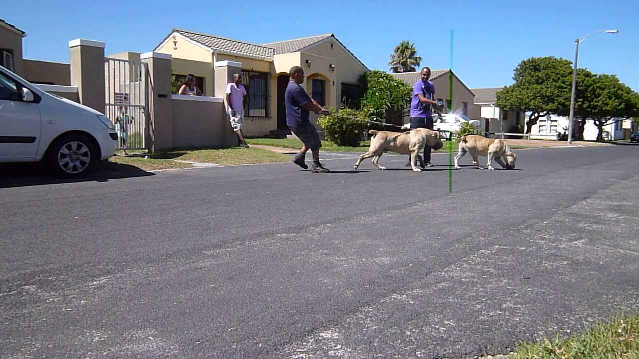 jacob mufasa boerboel