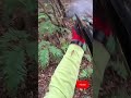 【わずか2秒の出来事】猟犬と猟師が連携して2頭のイノシシを駆除する瞬間 #イノシシ #有害鳥獣駆除 #狩猟