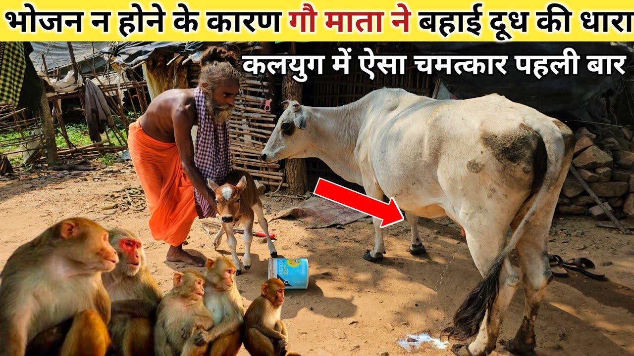 Chitrakoot जंगल में संत की कुटी पर भोजन न होने के कारण गौ माता ने बहाई दूध की धारा@chitrakootDarshan