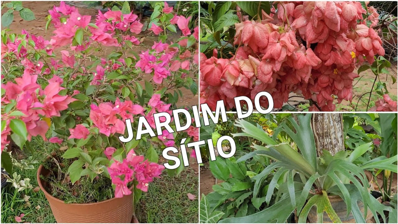 Jardim do Sítio com Lindas Flores e Borboletas