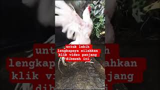 Arti mimpi ayam #artimimpi #tafsirmimpi #maknamimpi #primbon #mimpi #artimimpiayam #trending #viral