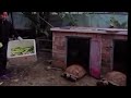 kasih mkn kura" sama temen