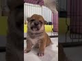 【豆柴犬】おすわりして可愛い🌸💕