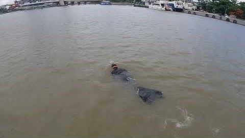 Tiun chàng tiên cá sông Sài Gòn bơi liên tục hằng km cầu đại dịch Covid-19 tiêu trừ