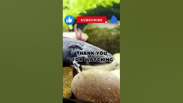 10 Amazing Axolotl Facts for Kids | Fun and Fascinating Facts About Axolotls! #axolotl #axolotllove