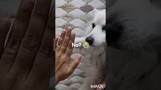 POV: You have a magic hand that spawns pets 🪄🐱🐶