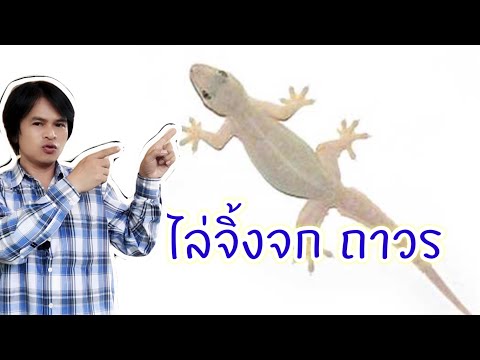 เบื่อขี้จิ้งจกมั้ย? มีปัญหากับจิ้งจกใช่ไหม? วิธีนี้ได้ผลชัวร์ | เกษตรกรชาวบ้าน