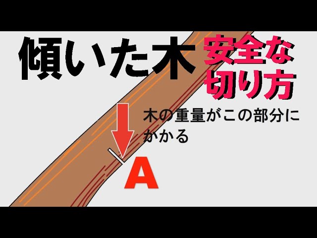 木の切り方・傾いて四方八方に広がった危険な木を通常の切り方(追い