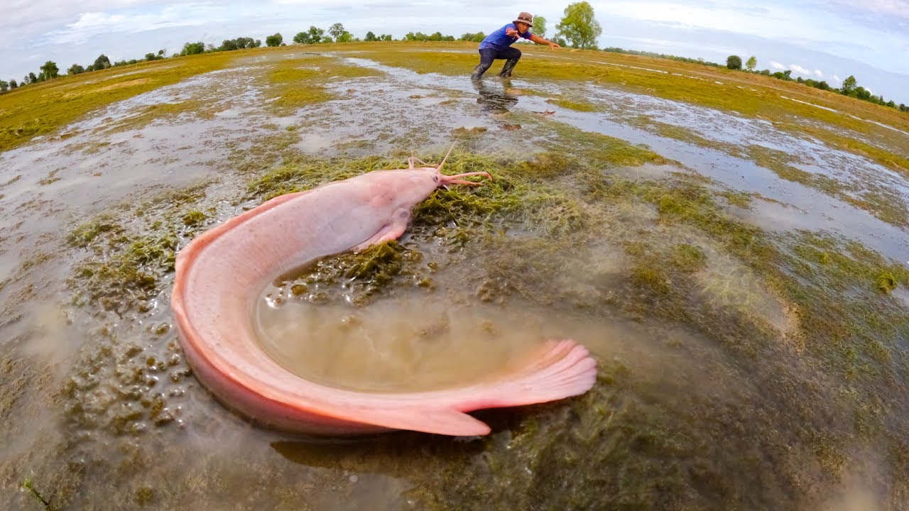 Biggest Catfish Ever Caught in Shallow Water?! 😳