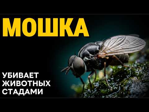 Black Fly: The Tiny Assassin That Blinds Millions