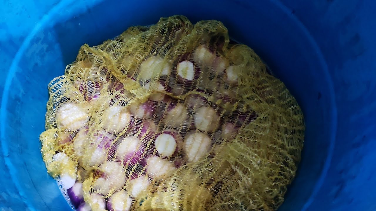 تخزين الشلغم لاكثر من سنة بالماء والملح ضمن مشروع الطرشي