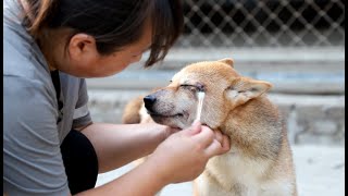 训狗先训人狗狗的护食行为很有可能是被主人“培养”出来的\Dog's food protection behavior is likely to be 'trained' by the owner