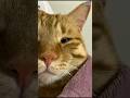 Shy Cat Won’t Leave 😂🐱 | Cutest Cat Moments Ever 💖