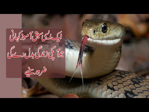 Best Urdu Short Story With Great Moral|Adeel Hassan|kids Story|children Stories|Story For Everyone|