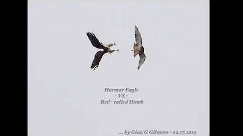 Harmar Eagle - VS - Red tailed Hawk * by Gina G Gi...