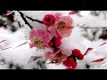 Plum Snow (HD1080p)