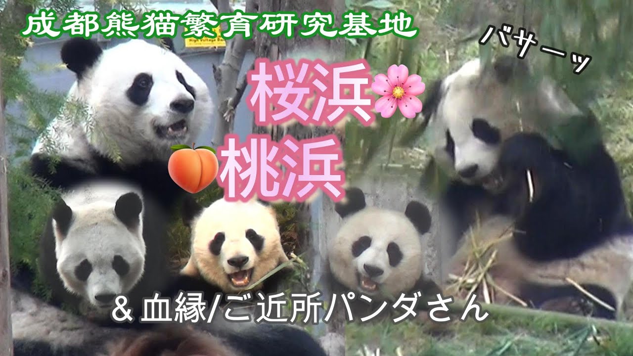 【ネイチャーの圧🌿】桜浜🌸桃浜🍑＆血縁パンダさんもいっぱい✨【成都大熊猫繁育研究基地】Chengdu Panda Base✨雄浜・愛浜・大毛・美蘭・昭美etc