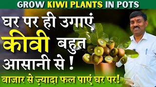 घर पर ही उगाएं कीवी बहुत आसानी से || Grow Kiwi plants in Pots || बाजार से ज़्यादा फल पाएं घर पर!