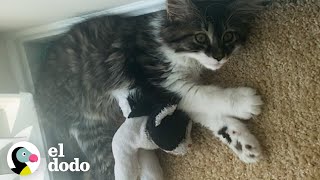 Gato que ama los animales de peluche tiene un hermano de verdad | El Dodo by El Dodo 155,818 views 5 months ago 3 minutes, 1 second