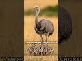 Meet the Ultimate Single Dad: Darwin's Rhea! #shorts #shorts #wildanimals