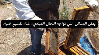 بعض المشاكل التي تواجه النحال المبتديء اثناء تقسيم خلية.#قناة_الظهرة_الفلاحية.