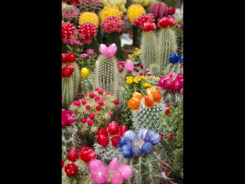 تصویری: ترکیبات ساکولنت (33 عکس): مینی باغ های کاکتوس. چگونه در یک گلدان باغ ایجاد کنیم؟ چگونه می توان ترکیبات سال نو را در شیشه ساخت؟