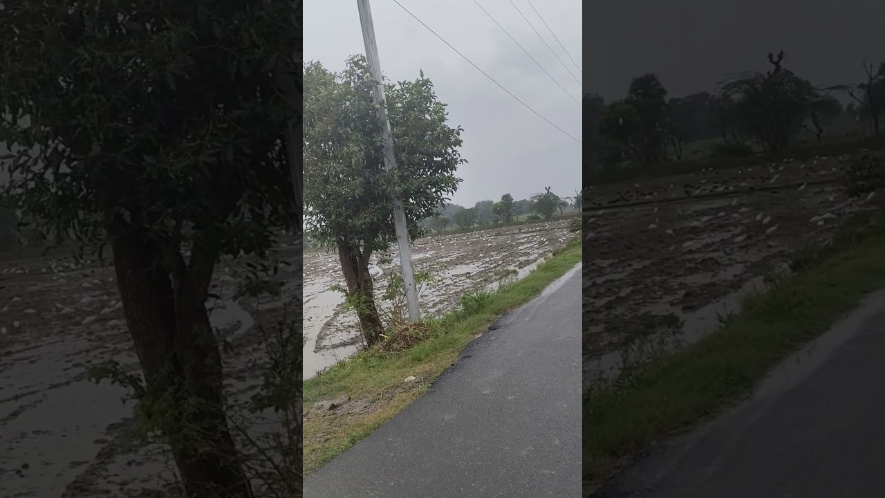 crane white and black crane 