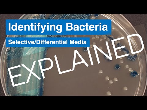 Video: Ce este un agent selectiv în microbiologie?