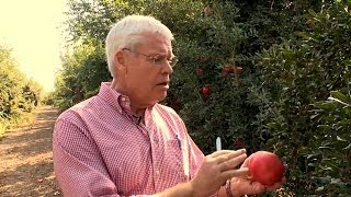 POM Tips from the Orchard: How to pick a Wonderful pomegranate Pom Tips From The Orchard 100 California Grown