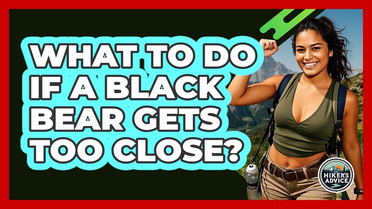 What To Do If A Black Bear Gets Too Close?