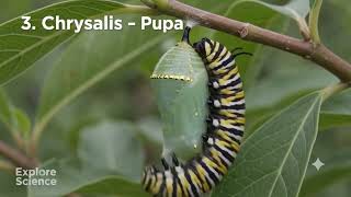 Grade 4 Science | Butterfly Life Cycle 🦋 | New Curriculum