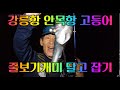 #강릉 #강릉항 #안목항 #고등어40수이상  #느나느나#피딩타임 #시장고등어 #찌낚시#줄보기캐미#구멍찌 #생활꿀팁
