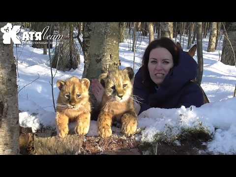 Львенок игрушка