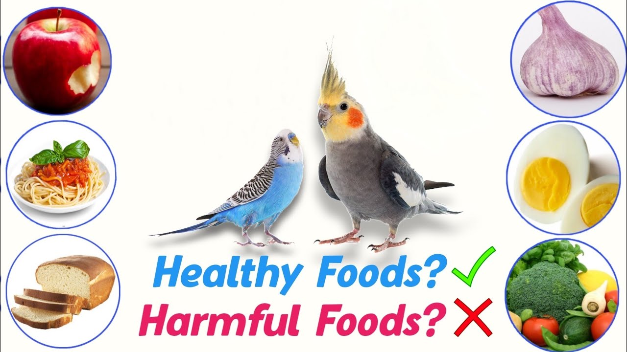 What is the Best Home Foods For Birds? YouTube