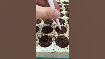 Hướng dẫn ươm hạt cải xoăn kale #shorts