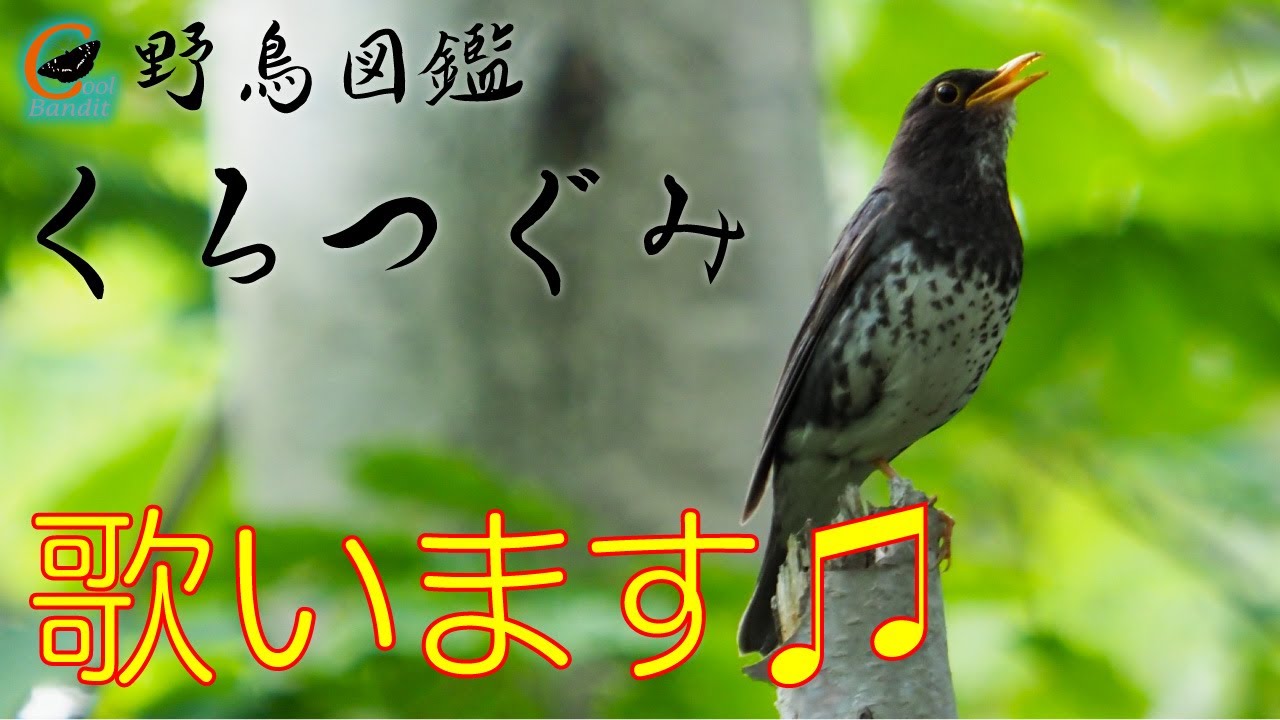 クロツグミ の 鳴き声