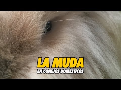 Video: Pérdida De Cabello En Conejos