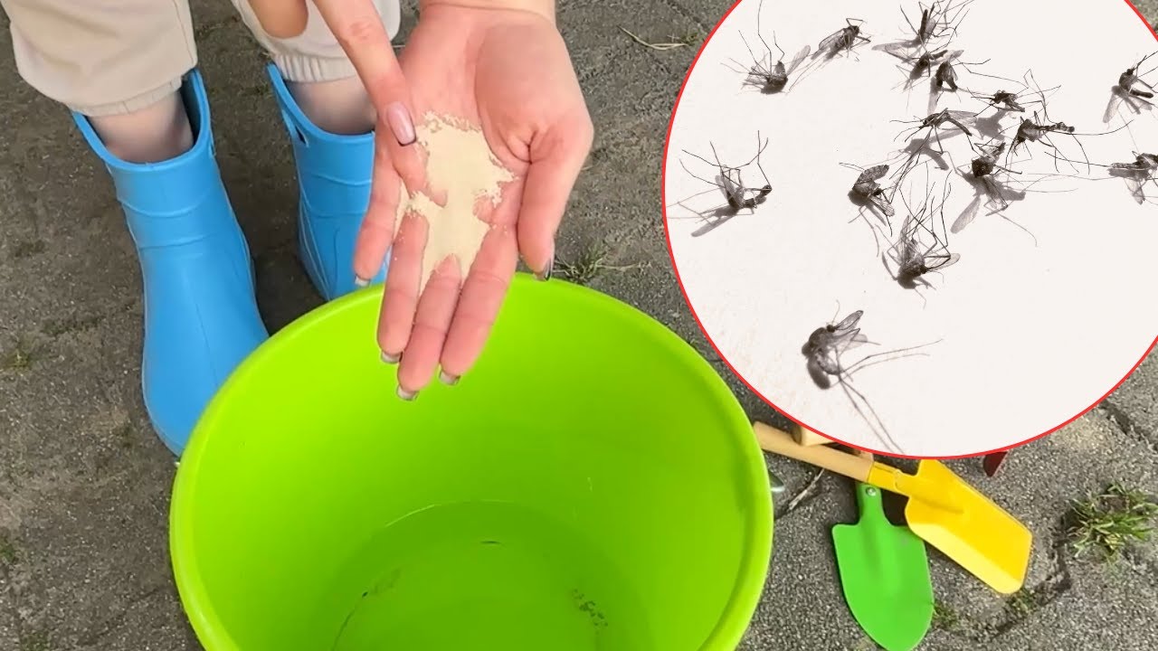 Leave This in Your Yard. It Works Better on Mosquitoes Than Raid