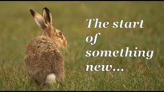 The Start Of Something New - Photographing Brown Hares Wildlife Photography Vlog British Nature