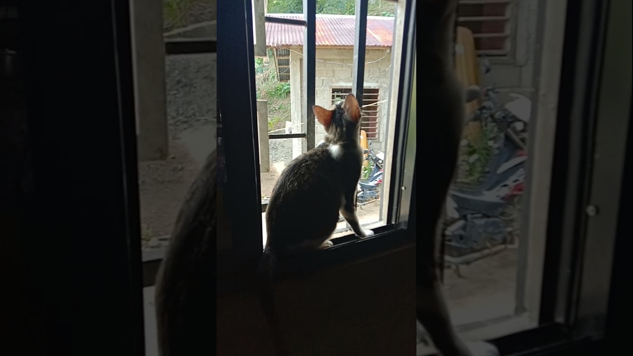 Кот что-то ищет 