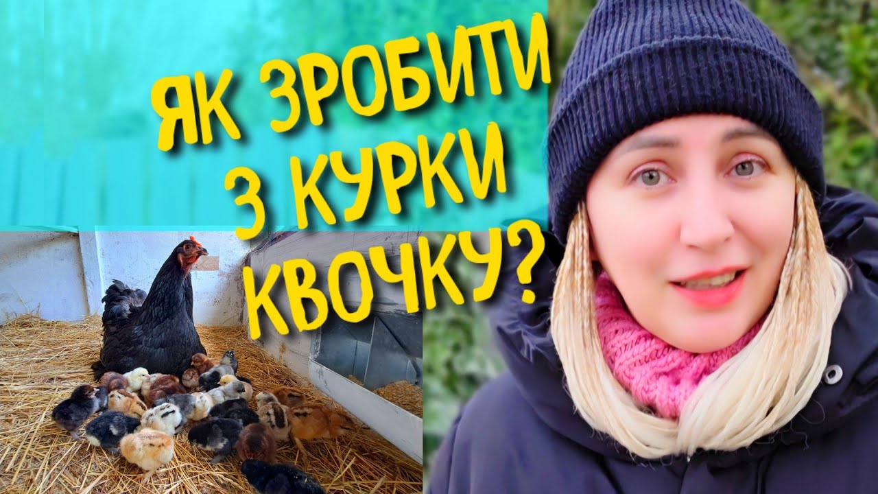 ЯК ЗАСТАВИТИ КУРКУ СТАТИ КВОЧКОЮ?