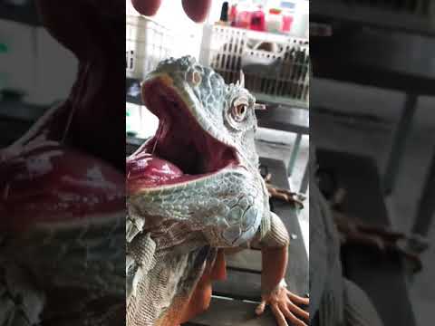 Cận cảnh hàm rồng đất iguana size lớn