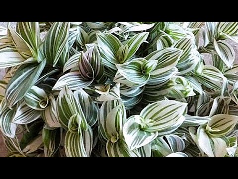  نبات اليهودي التائه أو التراديسكانتيا