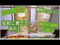 前編【自宅で栽培！】栽培キットで、なめこ育ててみた！ ～もりのしいたけ農園～