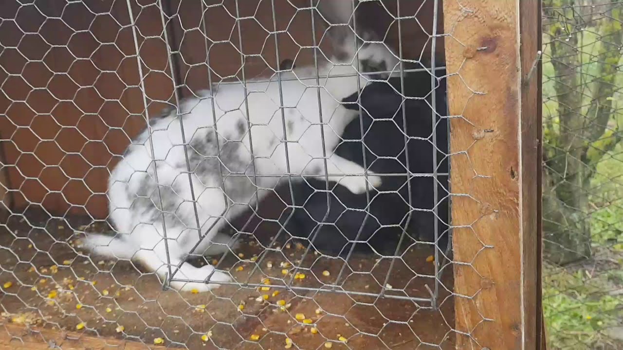 monta la iepuri (iepuroaica nu sta)