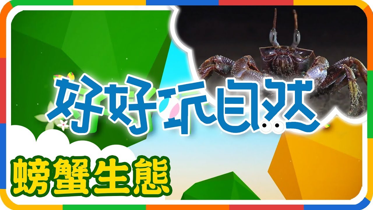 【好好玩自然】尋找蟹老闆！螃蟹生態小百科！｜柳丁哥哥｜角眼沙蟹｜拉氏清溪蟹｜粗糙蝕菱蟹｜YOYO