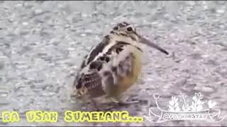Burung Goyang Dangdut - Bird Dancing Dangdut