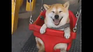 Shiba Inu on baby swing