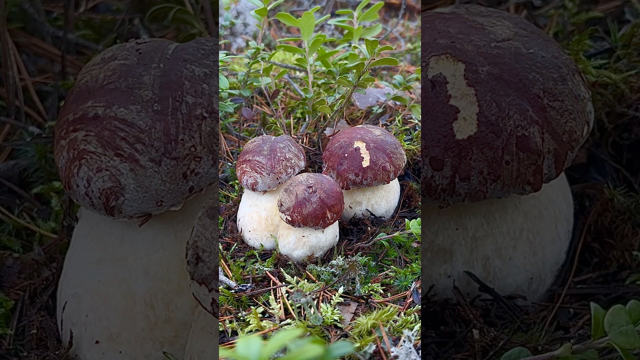 Грибники ОБАЛДЕЛИ, увидев ЭТО‼️