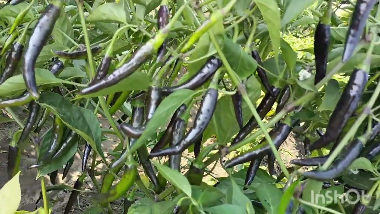 सेमिनिस काला मिर्च 5033(SEMINIS BLACK CHILLI 5033)👌